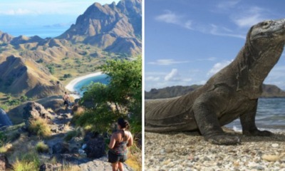 This Popular Indonesian Island Will Be Closed to Tourists For A Year Because People Are Smuggling Its Komodo Dragons on FB - WORLD OF BUZZ