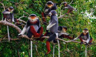 Group of Men Slaughter & Eat Raw Brain of E - WORLD OF BUZZ
