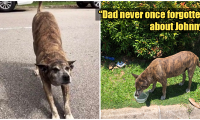 M'sian Girl Shares Tear-Jerking Story of the Love Between Her Dad and A Stray Dog - WORLD OF BUZZ