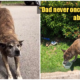 M'sian Girl Shares Tear-Jerking Story of the Love Between Her Dad and A Stray Dog - WORLD OF BUZZ