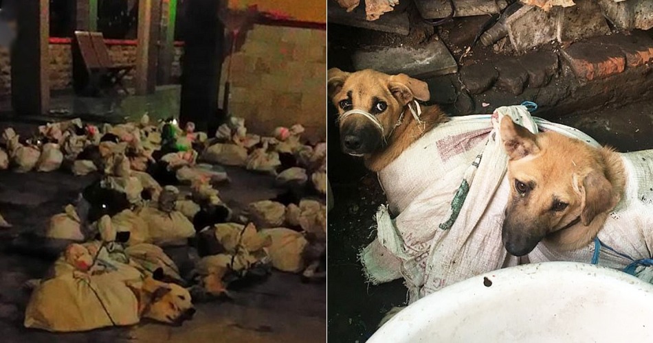 NGO Exposes - WORLD OF BUZZ