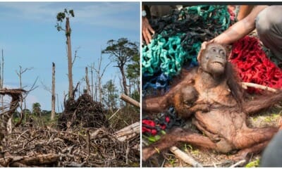 Orangutans On The Verge Of Extinction, Experts Predict Another 10 Years Before Total Wipe Out - WORLD OF BUZZ 3