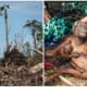 Orangutans On The Verge Of Extinction, Experts Predict Another 10 Years Before Total Wipe Out - WORLD OF BUZZ 3