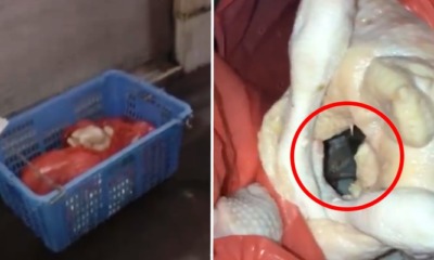 Raw Chicken Delivery For Restaurant Goes Viral For Housing Furry Guest - WORLD OF BUZZ 5