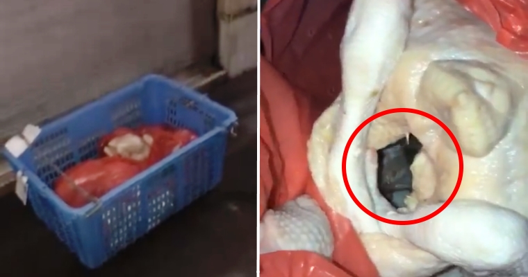 Raw Chicken Delivery For Restaurant Goes Viral For Housing Furry Guest - WORLD OF BUZZ 5