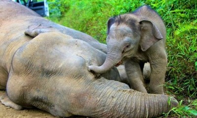 Report: About 1,000 Elephants Left in M'sian Forests, Many Other Species On Verge of Extinction - WORLD OF BUZZ 4