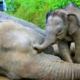 Report: About 1,000 Elephants Left in M'sian Forests, Many Other Species On Verge of Extinction - WORLD OF BUZZ 4