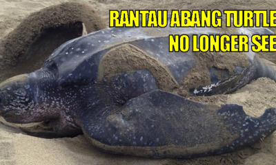 Sea Turtles of Rantau Abang Face Extinction - WORLD OF BUZZ 4