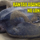Sea Turtles of Rantau Abang Face Extinction - WORLD OF BUZZ 4