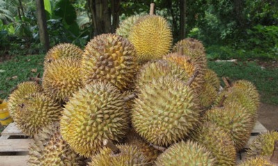 Seasonal Fruit Vendors In Penang Must Apply Licence & Foreigners Cannot Operate Stalls - WORLD OF BUZZ