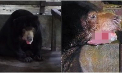 Sun Bear Forced to Be Euthanised After Contracting Fungal Infection in Perak Laketown Resort - WORLD OF BUZZ 1