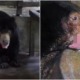 Sun Bear Forced to Be Euthanised After Contracting Fungal Infection in Perak Laketown Resort - WORLD OF BUZZ 1