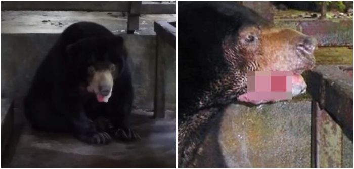 Sun Bear Forced to Be Euthanised After Contracting Fungal Infection in Perak Laketown Resort - WORLD OF BUZZ 1