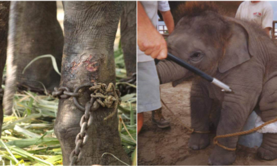 The Cruel Reality Behind The Elephant Rides In Thailand - WORLD OF BUZZ 2