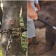 The Cruel Reality Behind The Elephant Rides In Thailand - WORLD OF BUZZ 2