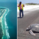 Endangered Turtle Lays Eggs on Airport Runway Built Right in the Middle of a Beach - WORLD OF BUZZ