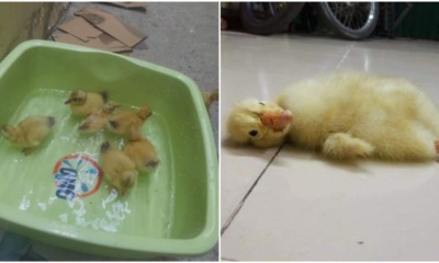 Woman Buys Duck Eggs to Consume, Gets Ducklings Instead When Hot Weather Causes Them to Hatch - WORLD OF BUZZ