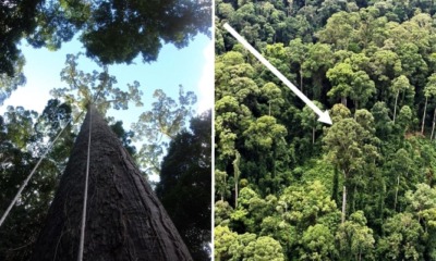 World's Tallest Tropical Tree In Sabah Just Lost Title To Another Giant Meranti In Same State - WORLD OF BUZZ 1