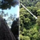 World's Tallest Tropical Tree In Sabah Just Lost Title To Another Giant Meranti In Same State - WORLD OF BUZZ 1