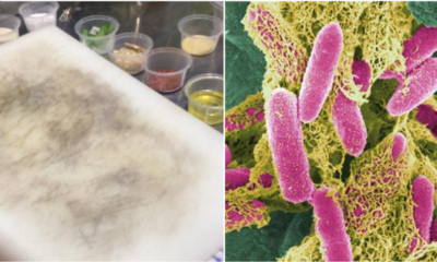 Your Old Dirty Chopping Board Can Contain 200 Times More Bacteria Than Your Toilet Seat - WORLD OF BUZZ 2