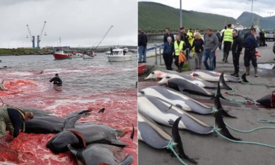 This Remote Island Kills Dolphins & Whales Annually, - WORLD OF BUZZ