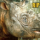 Tam, Malaysia's Last Surviving Sumatran Male Rhino Died After a Long Battle With Multiple Organ Failure - WORLD OF BUZZ