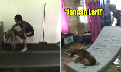 3 UiTM Students Hilariously Try to Move a Stray Dog Without Harming It In Viral Video - WORLD OF BUZZ