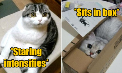 5 Common Behaviours of Cats & What They All Actually Mean - WORLD OF BUZZ