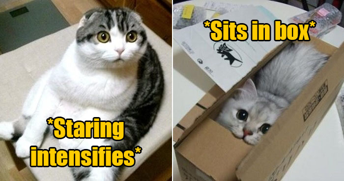 5 Common Behaviours of Cats & What They All Actually Mean - WORLD OF BUZZ