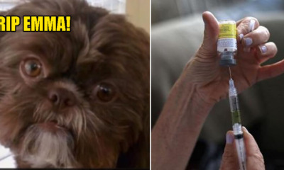 Healthy Shih Tzu Put to Death as Her Owner - WORLD OF BUZZ