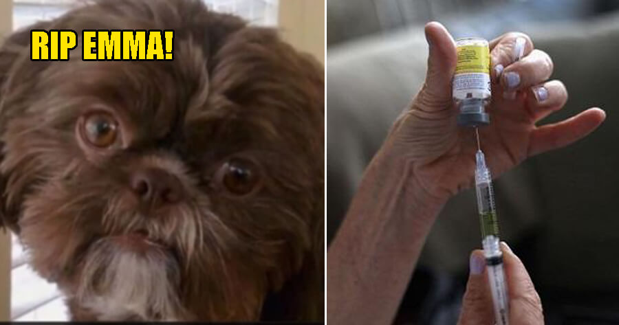 Healthy Shih Tzu Put to Death as Her Owner - WORLD OF BUZZ