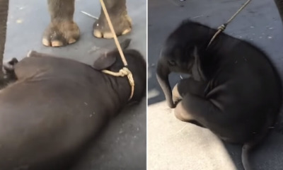 Baby Elephant Collapses Due to Extreme Exhaustion from Walking in 40 Degree Heat - WORLD OF BUZZ
