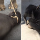 Baby Elephant Collapses Due to Extreme Exhaustion from Walking in 40 Degree Heat - WORLD OF BUZZ