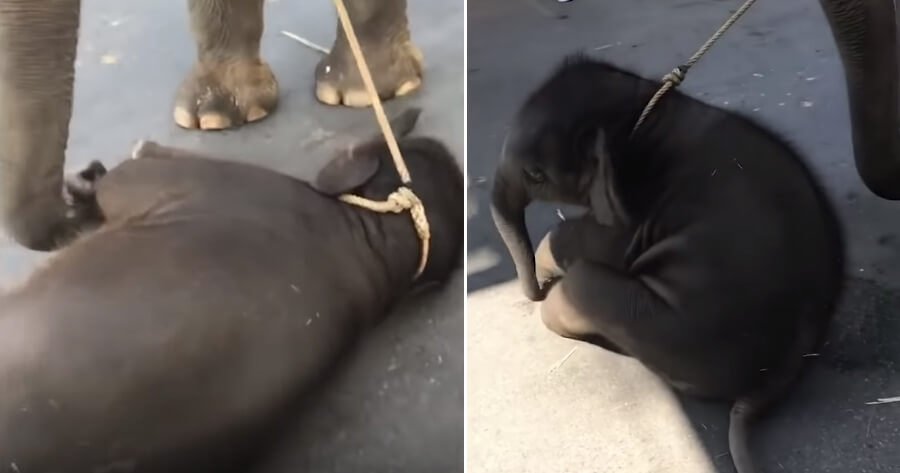Baby Elephant Collapses Due to Extreme Exhaustion from Walking in 40 Degree Heat - WORLD OF BUZZ