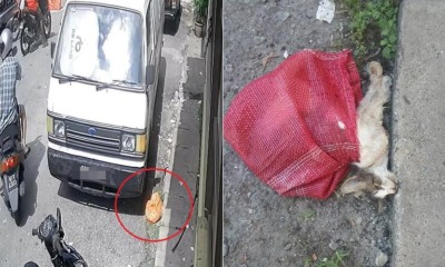Motorcyclist Heartlessly Dumps Disable Cat Near a Shop in Selayang Jaya, Leaving It To Die - WORLD OF BUZZ