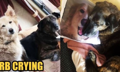 Heartbroken Dog Cuddles With A Pillow of His Brother Who Passed Away - WORLD OF BUZZ 1