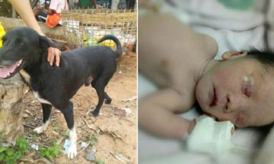 Hero Dog Saves Baby Boy After Finding Him Buried Alive By Teen Mum - WORLD OF BUZZ 5