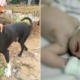 Hero Dog Saves Baby Boy After Finding Him Buried Alive By Teen Mum - WORLD OF BUZZ 5