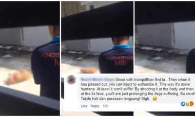 Ipoh City Council Defends Dog Murderer, Stating That It Was Done According To Law - WORLD OF BUZZ 5