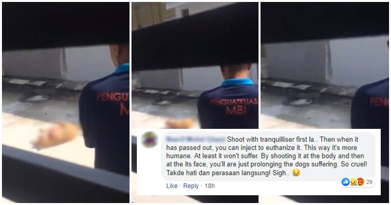 Ipoh City Council Defends Dog Murderer, Stating That It Was Done According To Law - WORLD OF BUZZ 5
