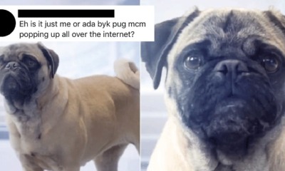 Is It Just Us or Are You Seeing Talking Pugs All Over the Internet too? - WORLD OF BUZZ 4