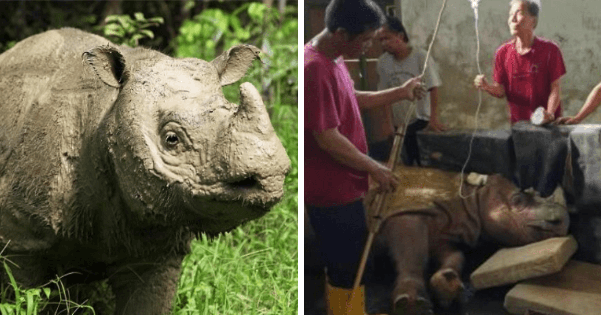 Malaysia's Last Male Sumatran Rhino Under Round The Clock Care As Health Fades Fast - WORLD OF BUZZ