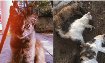 Man Shares Grief After Finding 3 Beloved Cats Cruelly Poisoned - WORLD OF BUZZ 1
