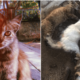 Man Shares Grief After Finding 3 Beloved Cats Cruelly Poisoned - WORLD OF BUZZ 1