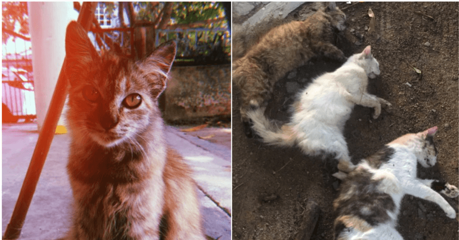 Man Shares Grief After Finding 3 Beloved Cats Cruelly Poisoned - WORLD OF BUZZ 1