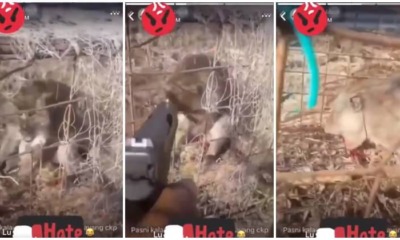 Man Kills Monkey In Cold Blood, Drew Flak From Netizens - WORLD OF BUZZ
