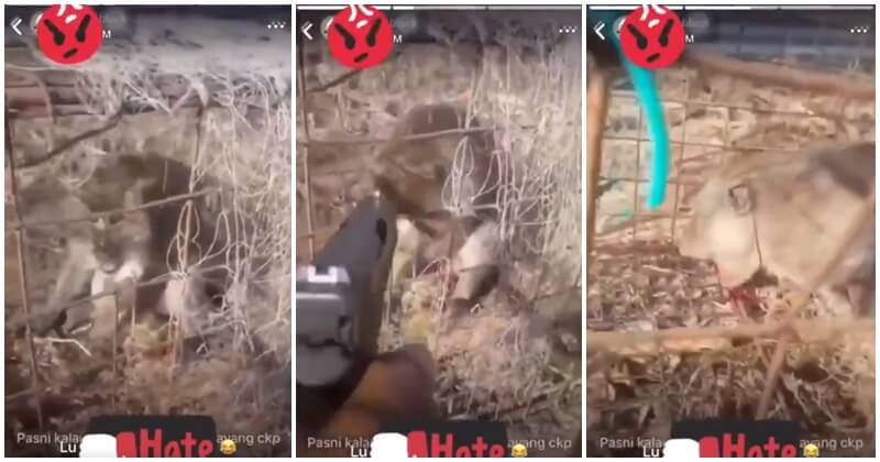 Man Kills Monkey In Cold Blood, Drew Flak From Netizens - WORLD OF BUZZ