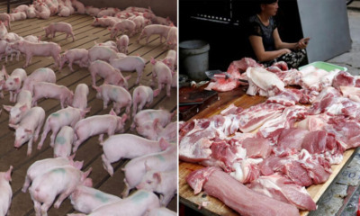 1.2 Million Pigs in Vietnam Killed to Stop Swine Fever From Spreading to Neighbouring Countries - WORLD OF BUZZ