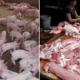 1.2 Million Pigs in Vietnam Killed to Stop Swine Fever From Spreading to Neighbouring Countries - WORLD OF BUZZ