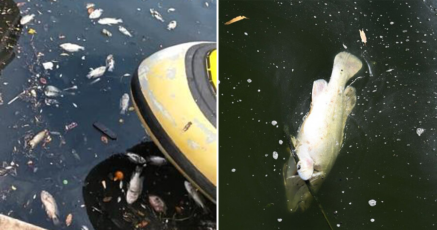 Pollution From Industrial Discharge Causes Melaka River to - WORLD OF BUZZ